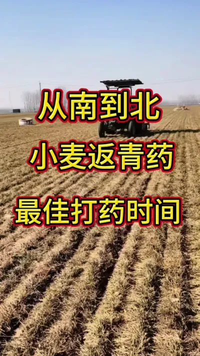 从南到北小麦返青药什么时间打#小麦 #小麦管理 #小麦种植管理技术 #三农 @抖音小助手 @抖音创作小助手