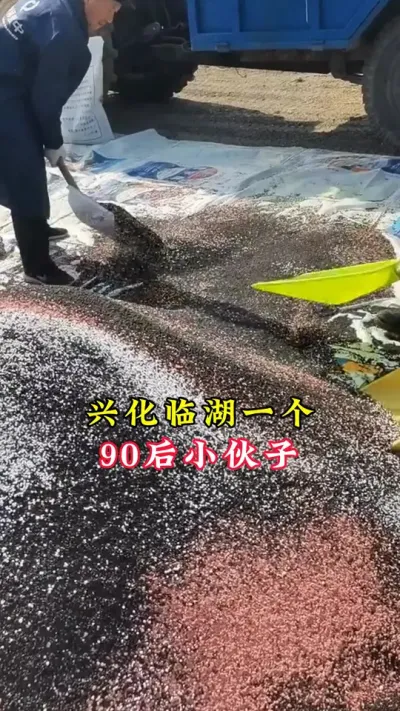 一塘好草，一塘肥蟹，明年你也亩产500斤。#河蟹养殖 #螃蟹养殖 #大闸蟹养殖 #三农 #鱼虾蟹养殖 @DOU+小助手