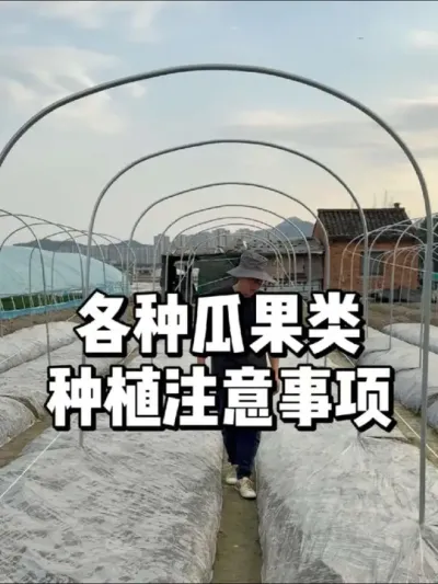 移栽瓜果类前要做好哪些细节 #三农 #种植 #种菜