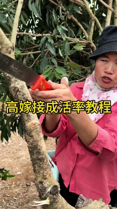 高嫁接成活率教程#嫁接技术 #2024新农人计划 #dou来广东百千万 #青dou计划