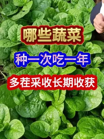 哪些蔬菜种一次吃一年可以多茬采收长期收获 #蔬菜种植 #农业种植 #三农 #种植小技巧 #分享农业知识帮农民增产增收