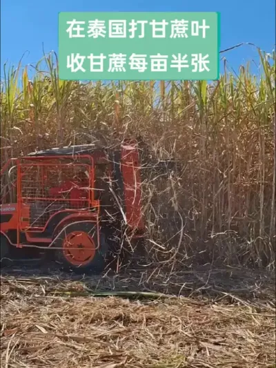 收甘蔗你们那里是多少？  #甘蔗剥叶机 #甘蔗收割机 #甘蔗机械化 #泰国风情文化 #农机视频 @抖音小助手
