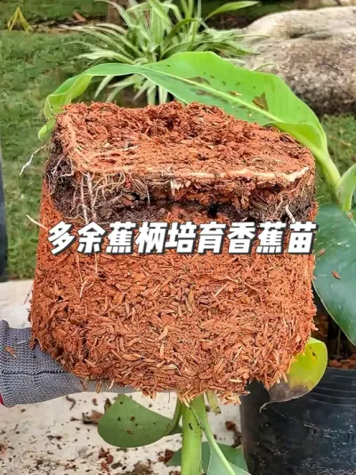 闲置蕉柄变废为宝，种出挺拔香蕉苗，快来试试吧！ #种植小技巧 #园艺小妙招 #我的田间生活 #抖音知识年终大赏