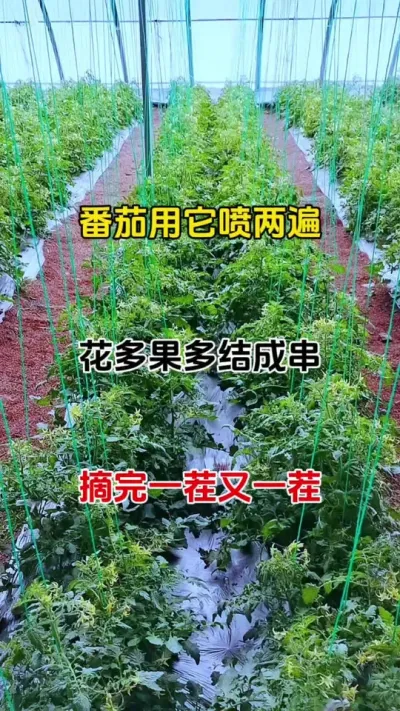 番茄最喜欢的一样东西，喷一喷，花开的就是多，果结的就是密#番茄种植 #促花保果 #三农种植