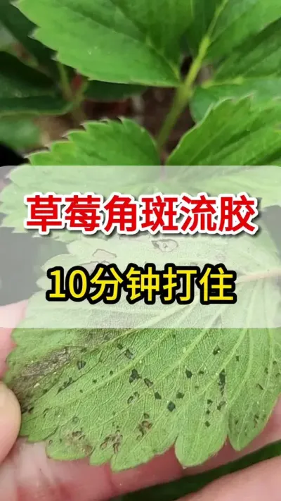 草莓角斑流胶病，这一个配方全搞定#草莓育苗 #草莓种植 #农业种植 #角斑病
