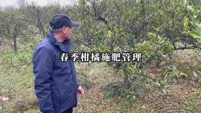 春季柑橘应该如何管理？应该看看！ #柑橘种植 #柑橘管理 #农业种植 #果树种植 #种果树的苏老师
