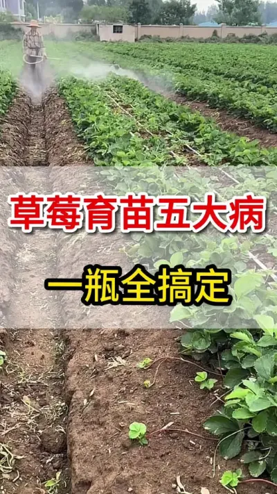 草莓育苗各种病，这一瓶一壶水叶面喷施全搞定#三农 #农业种植 #三农
