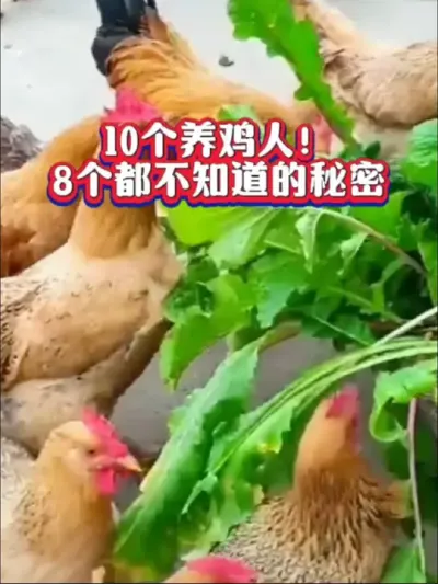 很多养鸡人都不知道这样养鸡成本低长的快#养鸡技术 #养鸡助手 #养鸡小妙招#科学养鸡 #养鸡知识