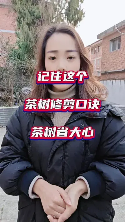 #茶园管理修剪口诀#茶树种植施肥修剪技巧#冬季茶园管理