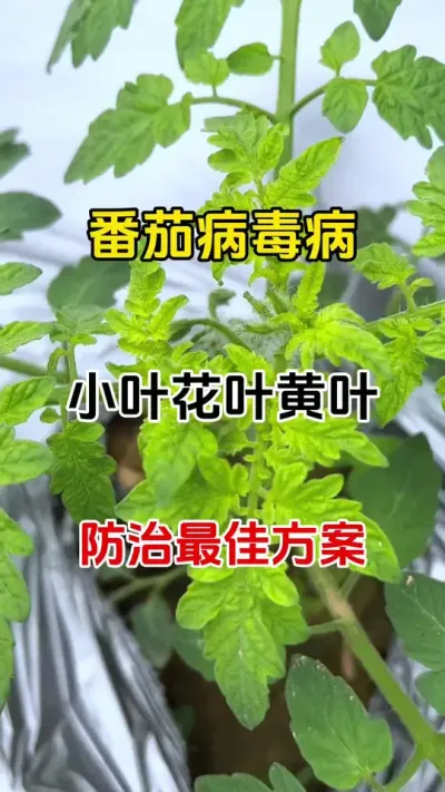 番茄病毒病，防治最佳方案#番茄病毒病会传染吗 #番茄种植 #番茄病毒病