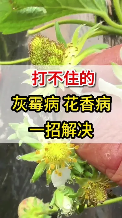 草莓灰霉病，花香病，教你一招就搞定#灰霉病#花香病#三农