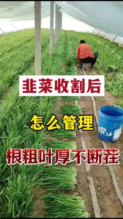 韭菜收割后，怎么管理，根粗叶厚不断茬。#韭菜种植 #韭菜管理 #韭菜高产 #韭菜施什么肥根粗 #韭菜种植管理