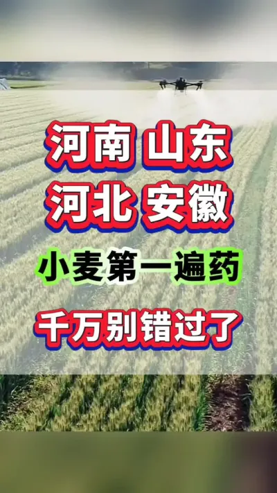 小麦第一遍药该什么时间打？千万别错过了！#小麦种植 #小麦高产 #小麦第一遍药 #小麦种植管理技术