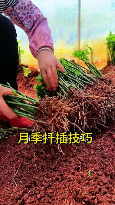冬季学会这样扦插，春季就有冲不完的月季花#种植小技巧 #月季 #扦插