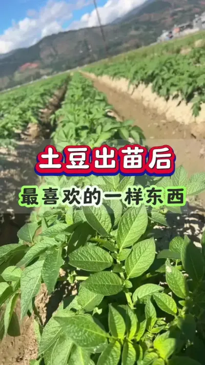 土豆出苗以后最喜欢的一样东西#土豆高产种植 #马铃薯种植 #洋芋种植机 #土豆种植技术