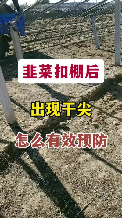 韭菜扣棚后，出现干尖，如何有效预防。#韭菜干尖 #韭菜管理 #韭蛆 #韭菜种植 #韭菜粗又嫩