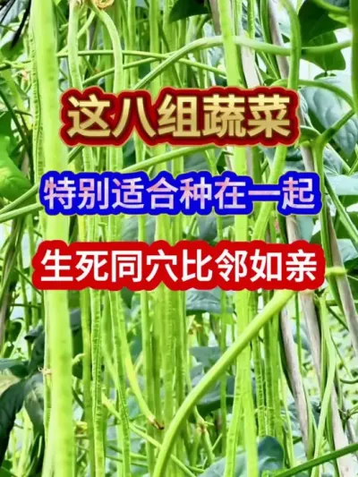 这八组蔬菜特别适合种在一起生死同穴比邻如亲 #蔬菜种植 #农业种植 #种植小技巧 #三农 #分享农业知识帮农民增产增收