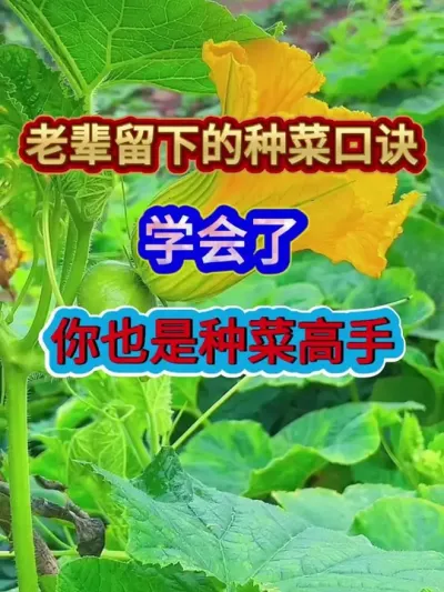 老一辈留下的种菜口诀学会了你也是种菜高手 #农业种植 #蔬菜种植 #蔬菜种植口诀 #三农 #分享农业知识帮农民增产增收