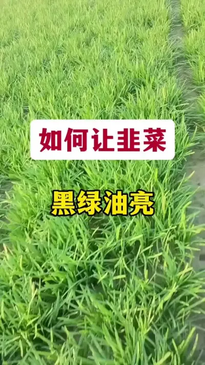 如何让韭菜黑绿油亮。#韭菜管理 #韭菜发黄 #韭菜种植 #韭菜高产 #种韭菜