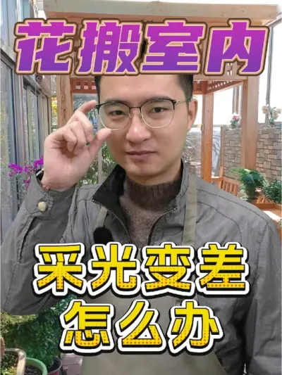 花搬进室内，采光变差出现黄叶掉叶怎么办？ #养花 #室内养花 #黄叶一喷绿