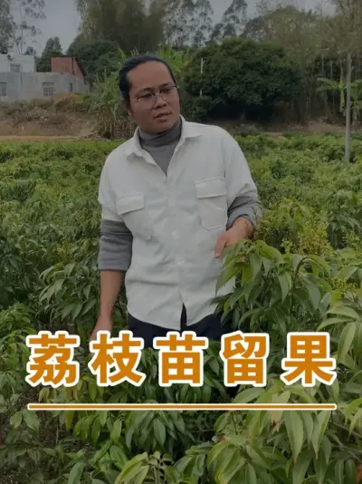在荔枝苗田里可以吃很多种荔枝#广西灵山荔枝果苗#农业创业#抖音新农人计划2025#吕老师种果苗#广西灵山荔枝果苗