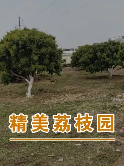 这就是小而美的荔枝园#广西灵山荔枝果苗#农业创业#抖音新农人计划2025#吕老师种果苗