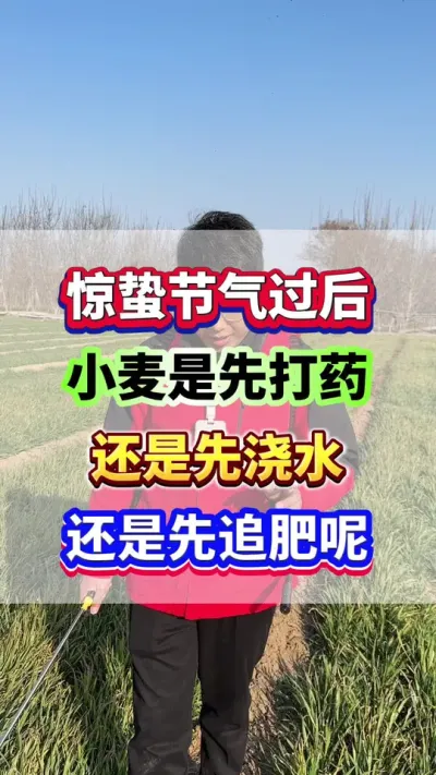 惊蛰节气过后，小麦是先打药，还是先追肥，先浇水呢？#小麦种植  #小麦高产  #小麦追肥  #小麦种植管理技术