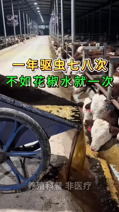 一年驱虫七八次不如花椒水就一次#养牛人#三农#养牛#养殖