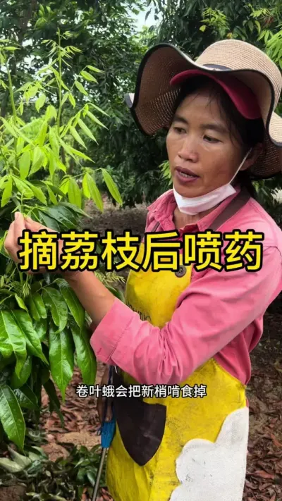 摘荔枝后喷药#荔枝管理技术 #新农人计划2025 #dou来广东百千万 #来抖音学农技