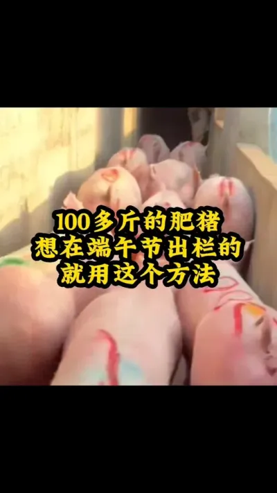 #农村养猪人 #猪喂什么饲料长得最快 #自繁自养母猪
