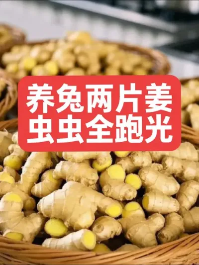 养兔两片姜，虫虫全跑光 #兔子#三农#养殖#养兔子#养兔人