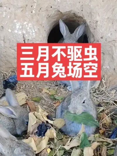 三月不驱虫，五月兔场空 #兔子#养兔人#三农#养殖