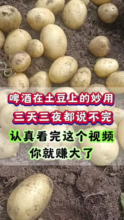 啤酒在土豆上的妙用#洋芋 #马铃薯 #栽洋芋 #土豆高产种植 #土豆种植技术