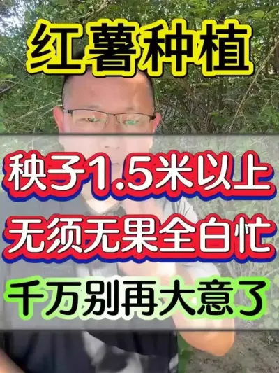 红薯秧子一米五以上无须无果全白忙，千万别再大意了 #红薯 #红薯种植 #红薯高产种植 #红薯高产种植技术 #红薯高产