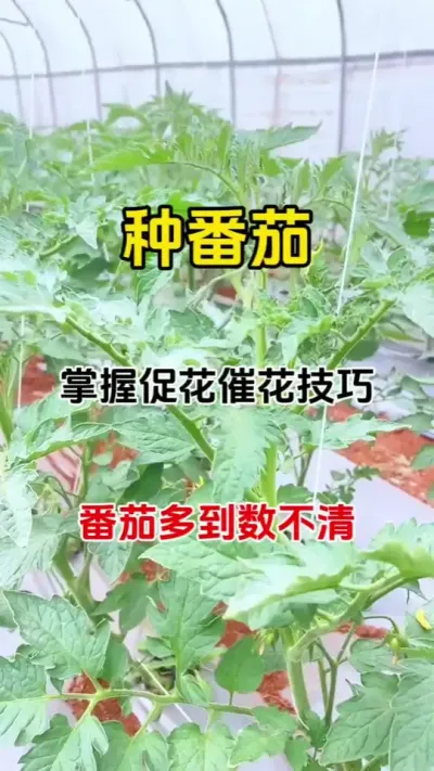 种番茄懂促花一茬顶三茬#促花保果 #促花催花座果 #番茄种植#抖音助农