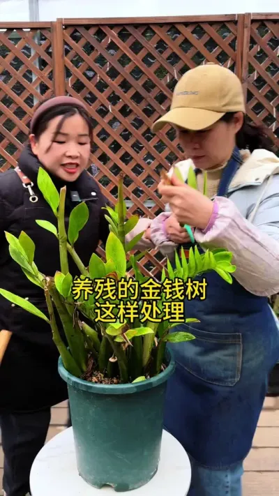 金钱树养残了，你就这样处理，一盆变多盆#花卉绿植 #金钱树 #种植小技巧