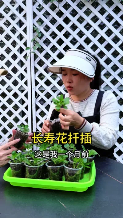长寿花扦插详细教程#花卉绿植 #种植小技巧 #长寿花