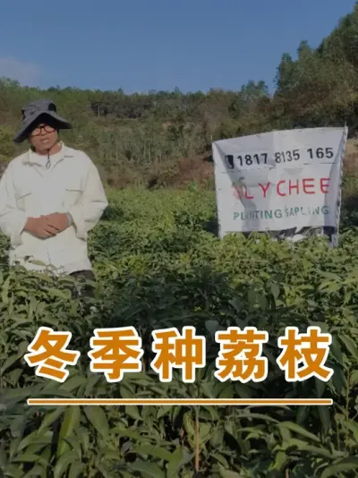 冬季适合种荔枝吗？#广西灵山荔枝果苗#农业创业#抖音新农人计划2025#吕老师种果苗