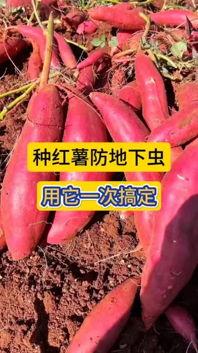 种红薯防好地下害虫，用它一次搞定，一次撒施一季无忧！！！#地下害虫防治 #地下害虫颗粒剂 #噻虫胺颗粒剂 #红薯高产种植 #薯帮主