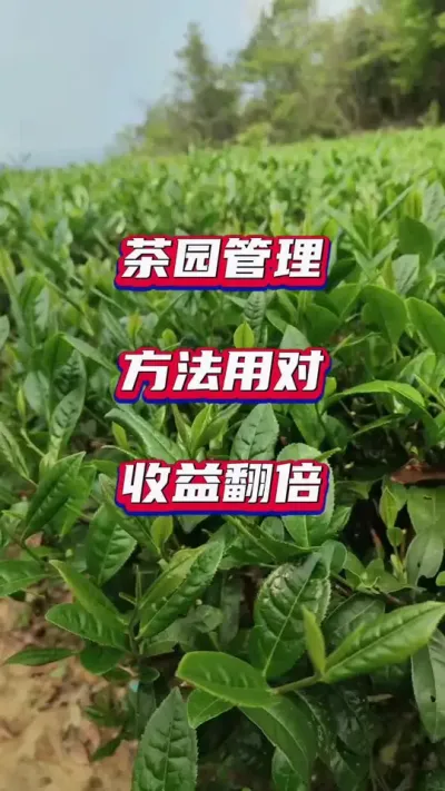 #茶园管理出好茶 #茶园病虫害防治 #茶树种植环境与质量控制 #冬季茶园管理
