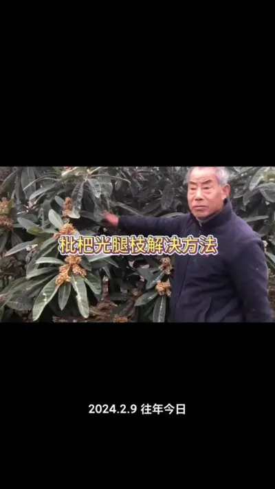 奇葩树地头实地修剪，光腿枝如何解决，一个视频讲清楚！#枇杷树修剪 #枇杷树管理 #枇杷树嫁接 #种果树的苏老师