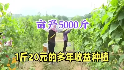 农村冷门高效种植，亩产5000斤，1斤最低10元，可收益多年 #三农种植 #农村致富好项目 #夜香花 #返乡创业 #抖音助农