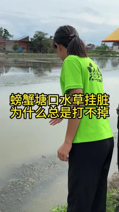 螃蟹塘口水草挂脏为什么总是打不掉！！！ #渔多多养殖模式 #大闸蟹养殖 #三农 #水产养殖技术 #螃蟹养殖