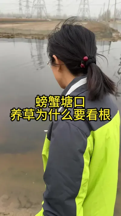 螃蟹塘口，养草为什么看根！！！ #渔多多养殖模式 #大闸蟹养殖 #三农 #水产养殖 #河蟹养殖