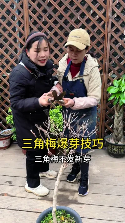 开春了，三角梅还不长新芽，怎么办？#三角梅 #种植小技巧 #花卉绿植