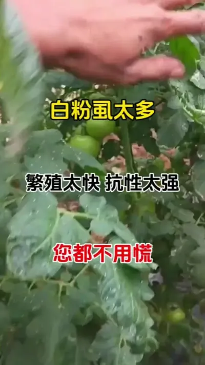 粉丝太多，白粉虱繁殖太快，白粉虱抗性太强，不用慌，一招搞定#白粉虱#白粉虱的防治方法 #番茄种植#农业种植