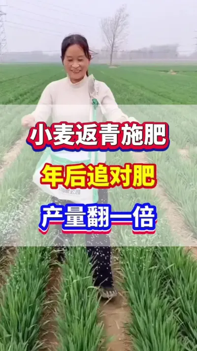 小麦年后追对肥，产量翻一倍！#小麦种植 #小麦高产 #小麦追肥 #小麦种植管理技术