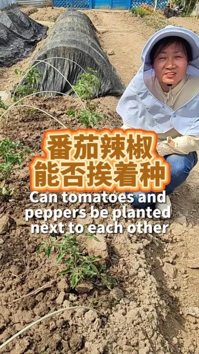 春天种菜，哪些可以挨着一起种？ 茄子和辣椒为什么不能挨着种？蔬菜种植搭配选择是：高低配，不同科属的穿插着错开#种植小技巧 #我的小菜园 #我爱种菜 #阳台种菜 #种菜小技巧