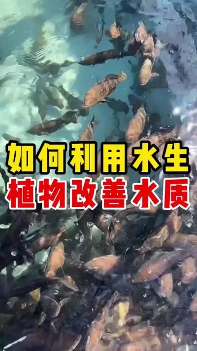 如何利用水生植物改善水质？ #水产养殖 #养鱼日记 #石斑鱼养殖技巧 #石斑鱼 #养鱼 @抖加🔥上热门🔥dou+🔥热点宝