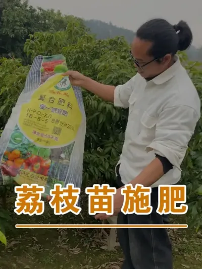 荔枝苗施复合肥#广西灵山荔枝果苗#农业创业#抖音新农人计划2025#吕老师种果苗